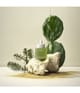 Zdjęcie produktu 3 z 6, WHAMISA Cactus Inner Skin Moisture Serum do twarzy
