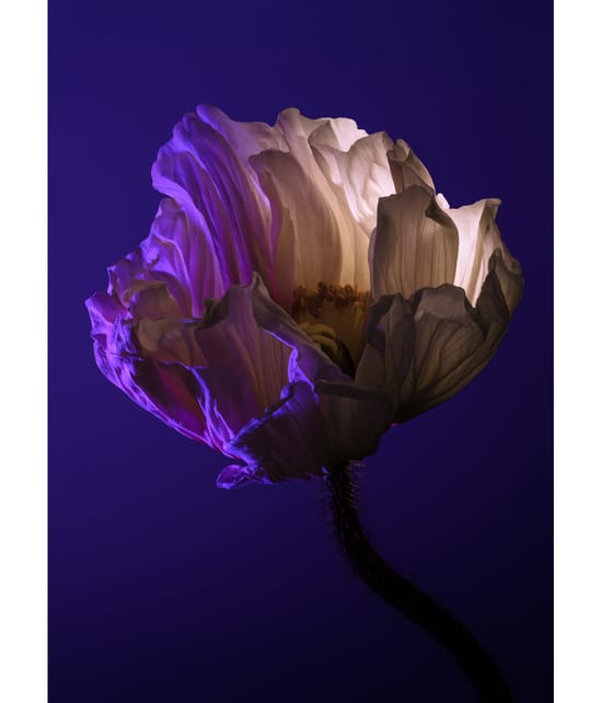 Zdjęcie produktu 5 z 6, GREENBORN Basic Instinct Dezodorant w sztyfcie